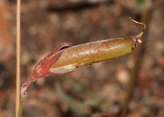 Lotononis filiformis