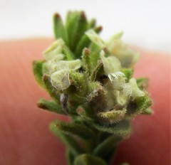 Euchaetis vallis-simiae