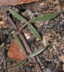 Lotononis filiformis