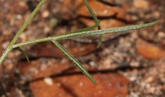 Lotononis filiformis