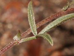 Lotononis filiformis