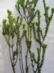 Euchaetis vallis-simiae