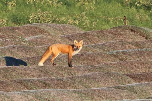 Red Fox photographed in Texas