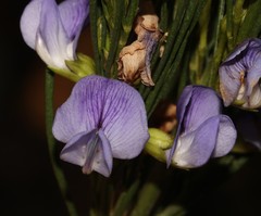 Psoralea sordida