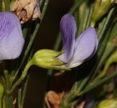 Psoralea sordida