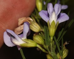 Psoralea sordida
