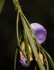 Psoralea sordida