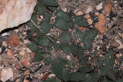 Ledebouria ovalifolia
