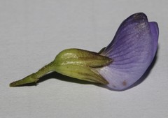 Psoralea sordida