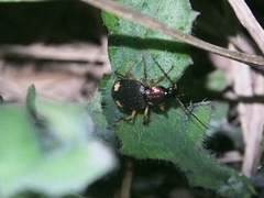 Chlaenius bioculatus