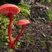 Hygrocybe firma - Photo (c) Steve Reekie, some rights reserved (CC BY-NC), uploaded by Steve Reekie