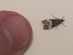 Scoparia minusculalis