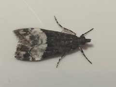 Scoparia minusculalis