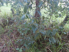 Lophostemon suaveolens