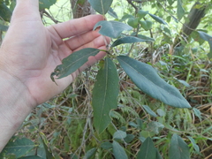 Lophostemon suaveolens