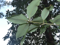 Lophostemon suaveolens