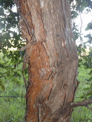 Lophostemon suaveolens