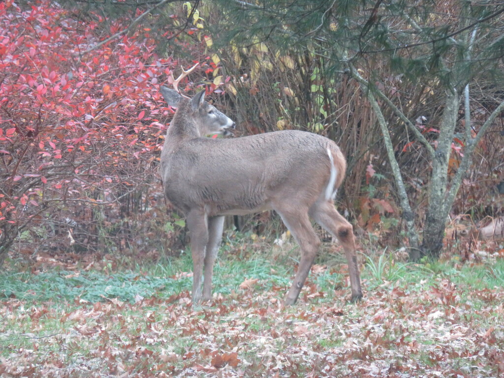 Whitetailed Deer from Perry, OH 44081, USA on November 22, 2023 at 01