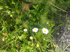 Anthemis pseudocotula