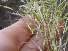 Capillipedium spicigerum