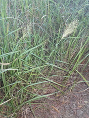 Capillipedium spicigerum