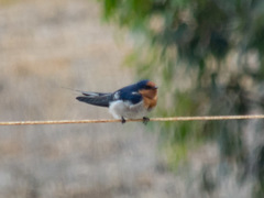 Hirundo neoxena
