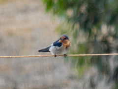 Hirundo neoxena