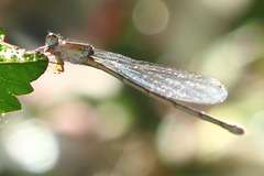 Pseudagrion microcephalum