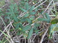 Cissus hypoglauca