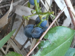Cissus hypoglauca