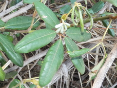 Cissus hypoglauca