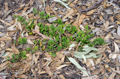 Tetragonia implexicoma