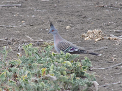 Ocyphaps lophotes