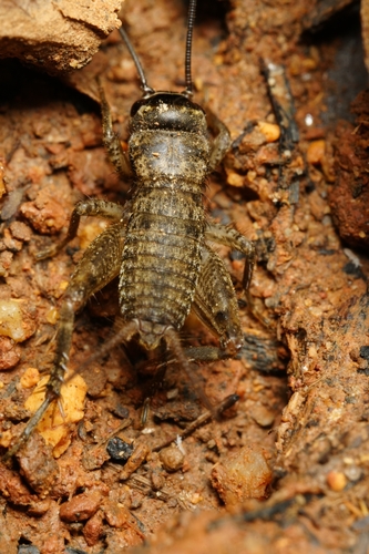 Svercacheta siamensis