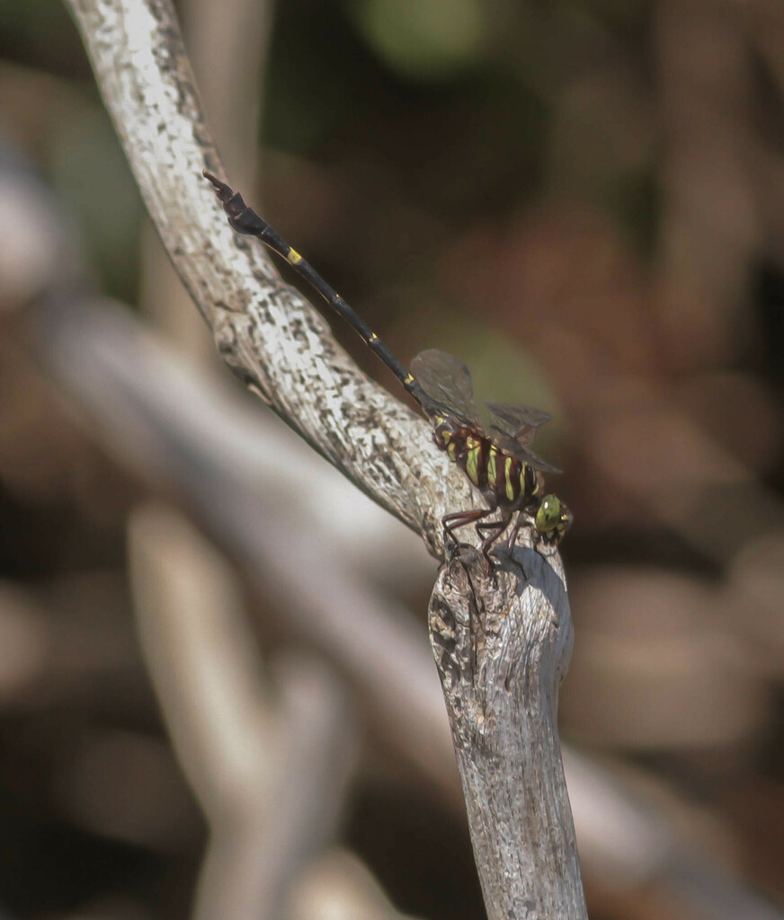 Phyllogomphoides fuliginosus