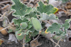 Magnoliopsida