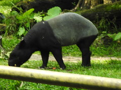 Tapirus indicus