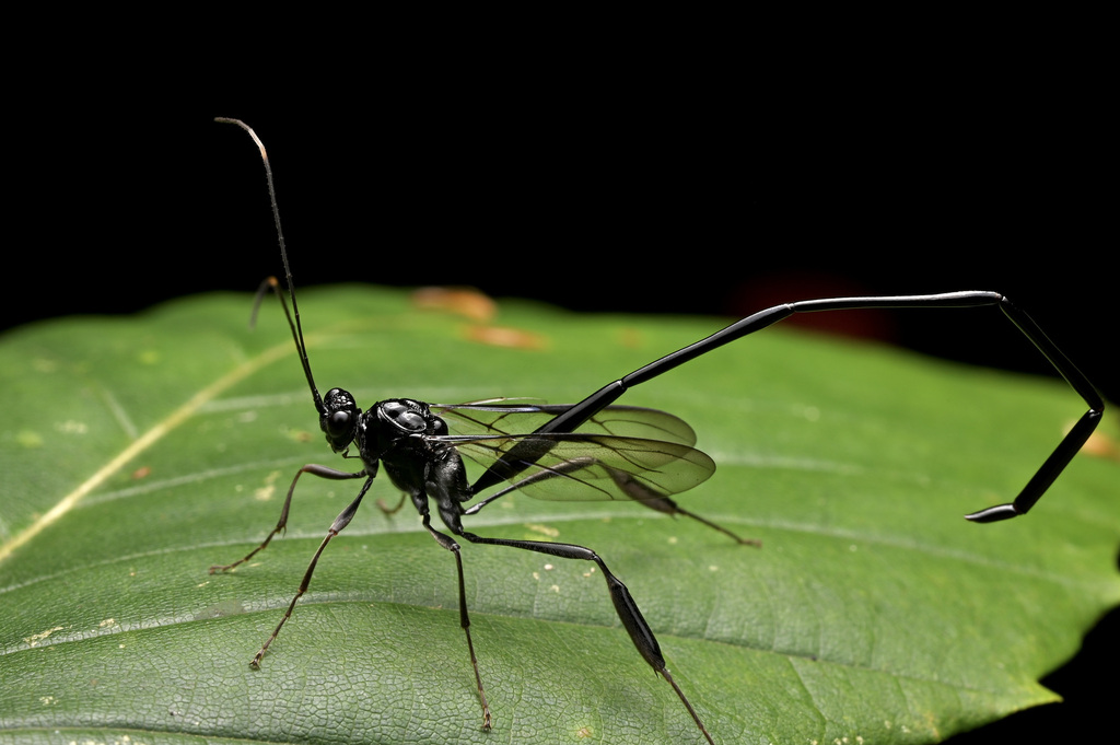 American Pelecinid Wasp from Oneida County, NY, USA on September 3 ...