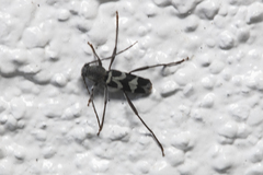 Perissus indistinctus