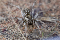 Alopecosa marikovskyi
