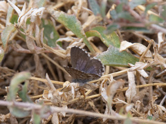Theclinesthes serpentata