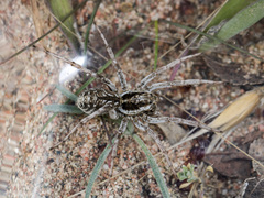 Alopecosa marikovskyi