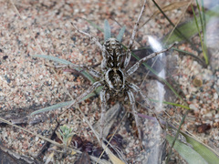 Alopecosa marikovskyi