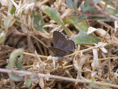 Theclinesthes serpentata