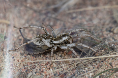 Alopecosa marikovskyi
