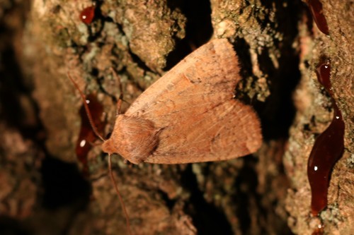 Red-headed Chestnut, 6874 Wolfheze, Nederland, photo 6 of 10