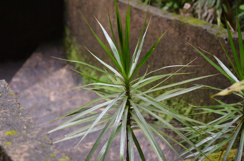 Dracaena reflexa