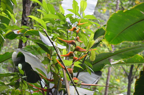 Heliconia latispatha