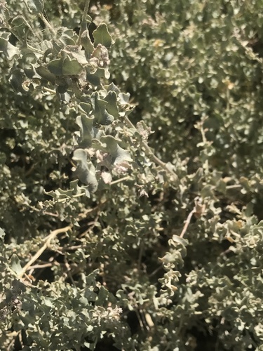 Atriplex spegazzinii