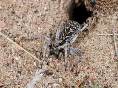 Alopecosa marikovskyi